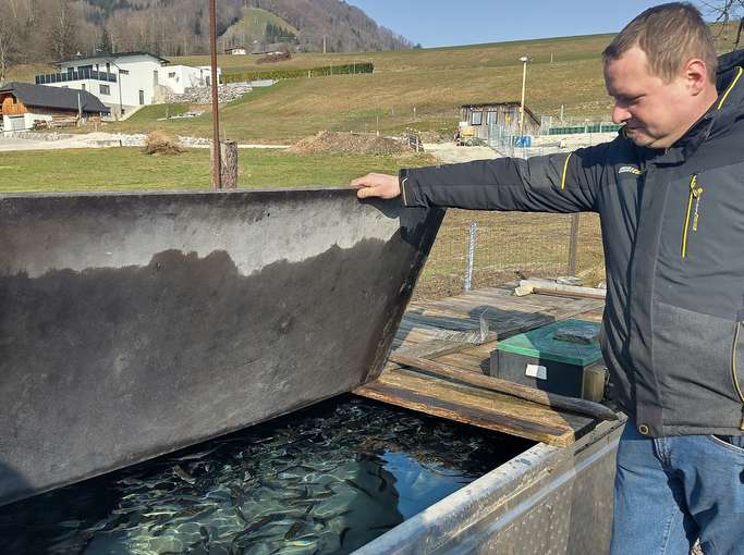 Martin Bergthaler überprüft das Wohlergehen der Fische im Vorstreckbecken © Benedikt Berger, Archiv Aqua.jpg © Benedikt Berger/Archiv Aqua