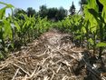 Mais mit Mulch © BWSB/Wallner
