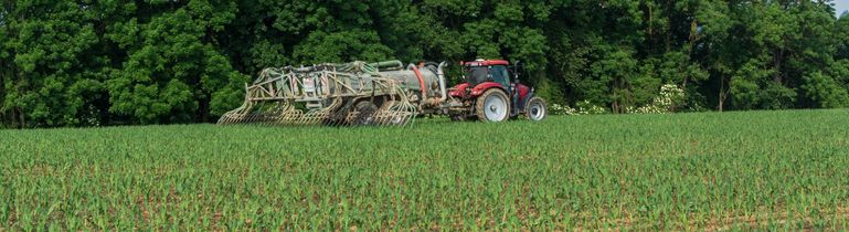 Mais_Guelle_@agrarfoto.com © agrarfoto