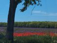 Mohn Feld © LKÖ/Henn
