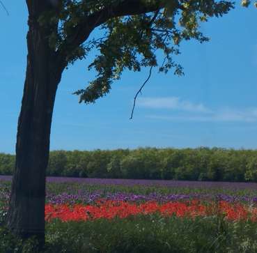 Mohn Feld.jpg © LKÖ/Henn