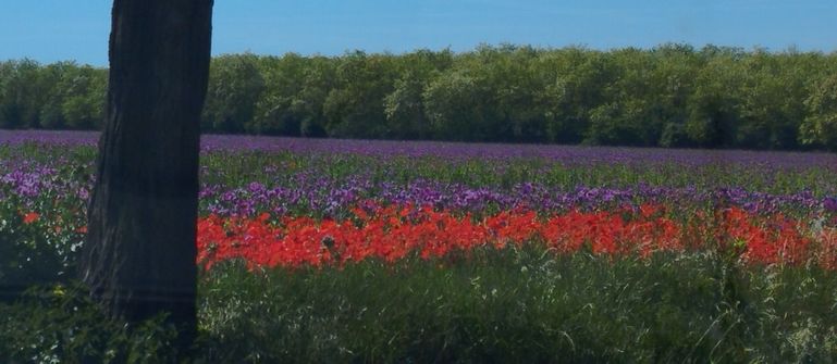 Mohn Feld © LKÖ/Henn