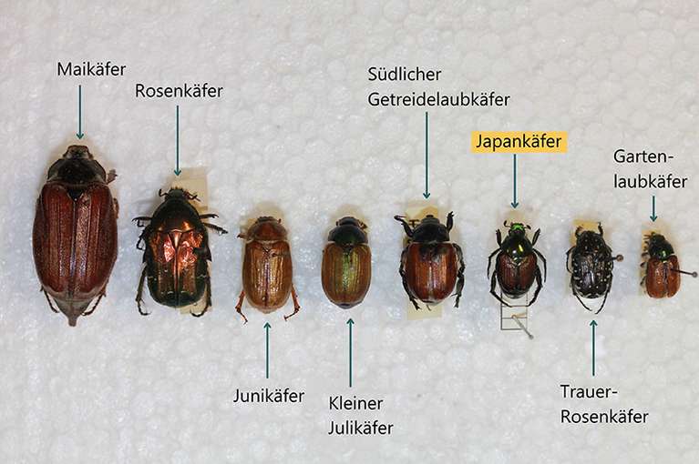 Japankäfer Vergleich.jpg © AGES Moyses