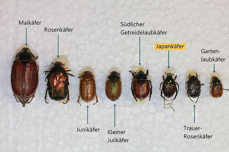 Japankäfer Vergleich.jpg © AGES Moyses