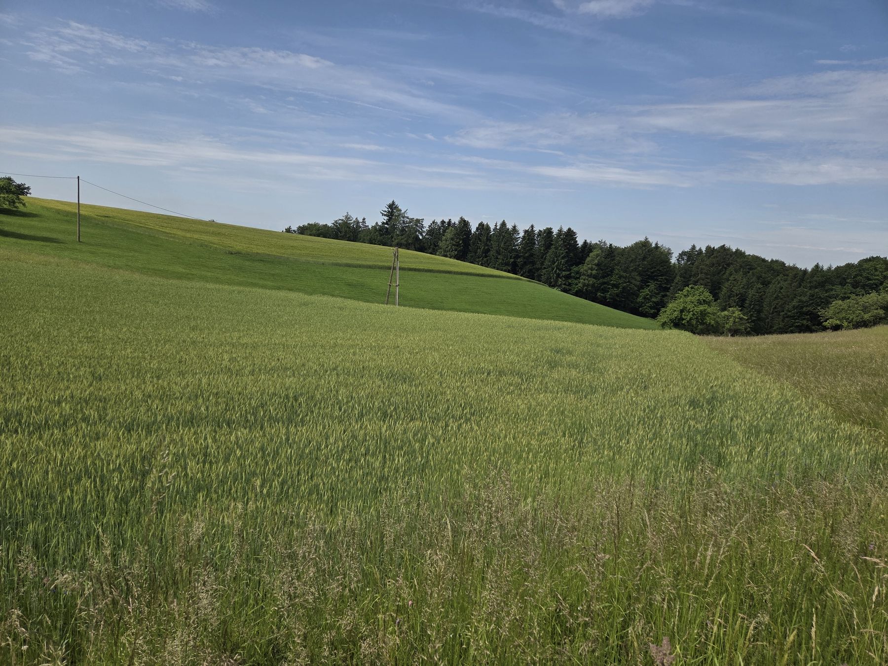 2026_25_26_Landschaft_OOE_06_2026.jpg © LK OÖ/DI Weichselbaumer