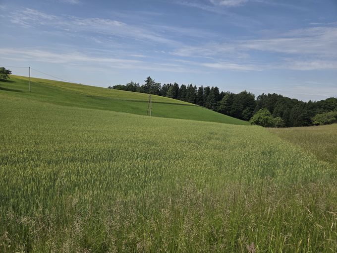 2026_25_26_Landschaft_OOE_06_2026.jpg © LK OÖ/DI Weichselbaumer