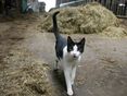 Bauernhofkatze@AdobeStock_25895915 © AdobeStock