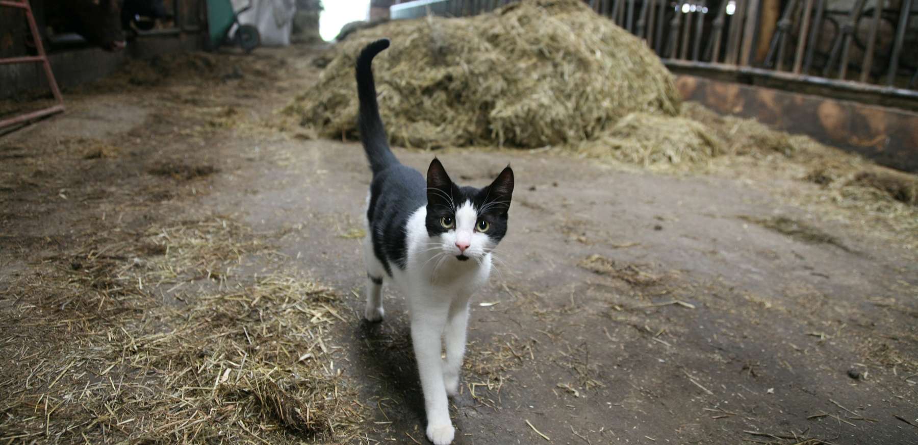 Bauernhofkatze@AdobeStock_25895915.jpg © AdobeStock