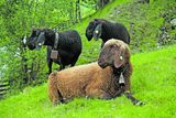 Die Braunen Bergschafe begeistern  die ganze Familie.jpg © Etter