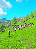 2_Die Braunen Bergschafe begeistern  die ganze Familie.jpg © Archiv