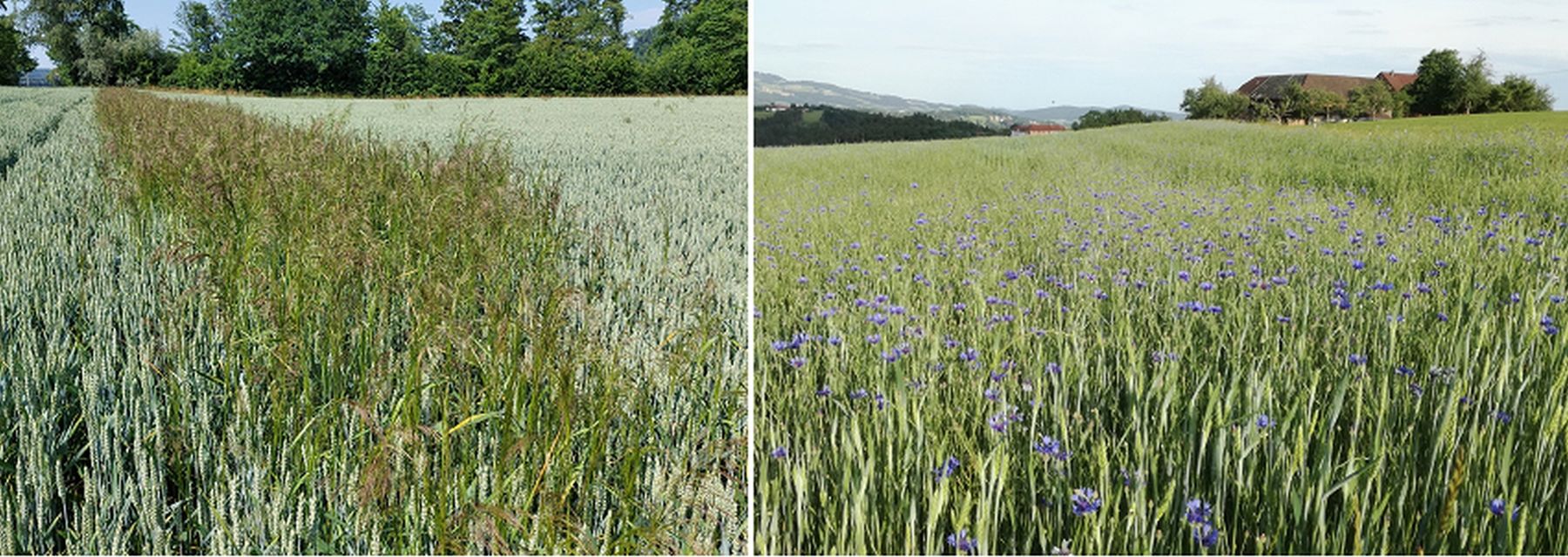 Windhalm (links), Kornblume (rechts) im Weizen.jpg © BWSB/Wallner