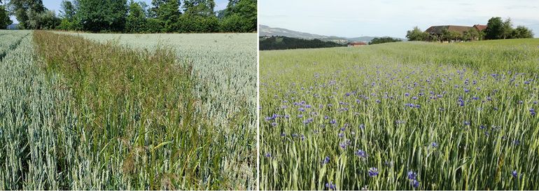 Windhalm (links), Kornblume (rechts) im Weizen.jpg © BWSB/Wallner
