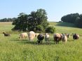 eine gute Weide ist Futtergrundlage (Kopie) © LK OÖ