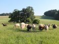 eine gute Weide ist Futtergrundlage (Kopie) © LK OÖ