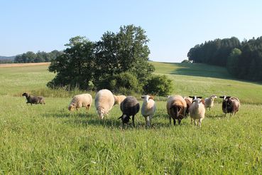eine gute Weide ist Futtergrundlage (Kopie).jpg © LK OÖ