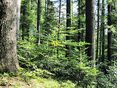 Wald © LK Vbg
