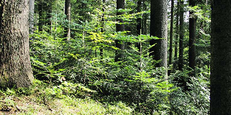 Wald © LK Vbg