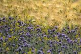 phacelia-5243705_1280.jpg © Pixabay.com
