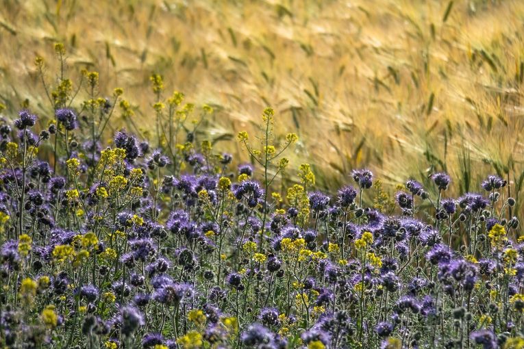 phacelia-5243705_1280.jpg © Pixabay.com