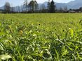Begrünung@Sima © LK Kärnten/Sima