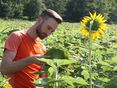 Sonnenblumen 2 © Stefan Grasser