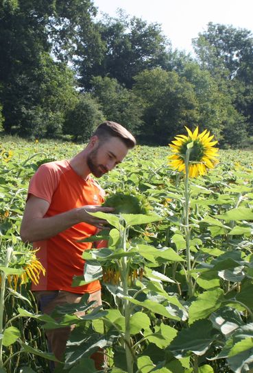 Sonnenblumen 2.jpg © Stefan Grasser