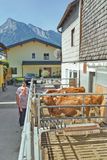Kalbinnenaufzucht gepaart mit   Pferdestärken .jpg © Hatheier