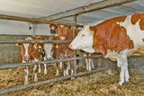 Kalbinnenaufzucht gepaart mit   Pferdestärken .jpg © Hatheier