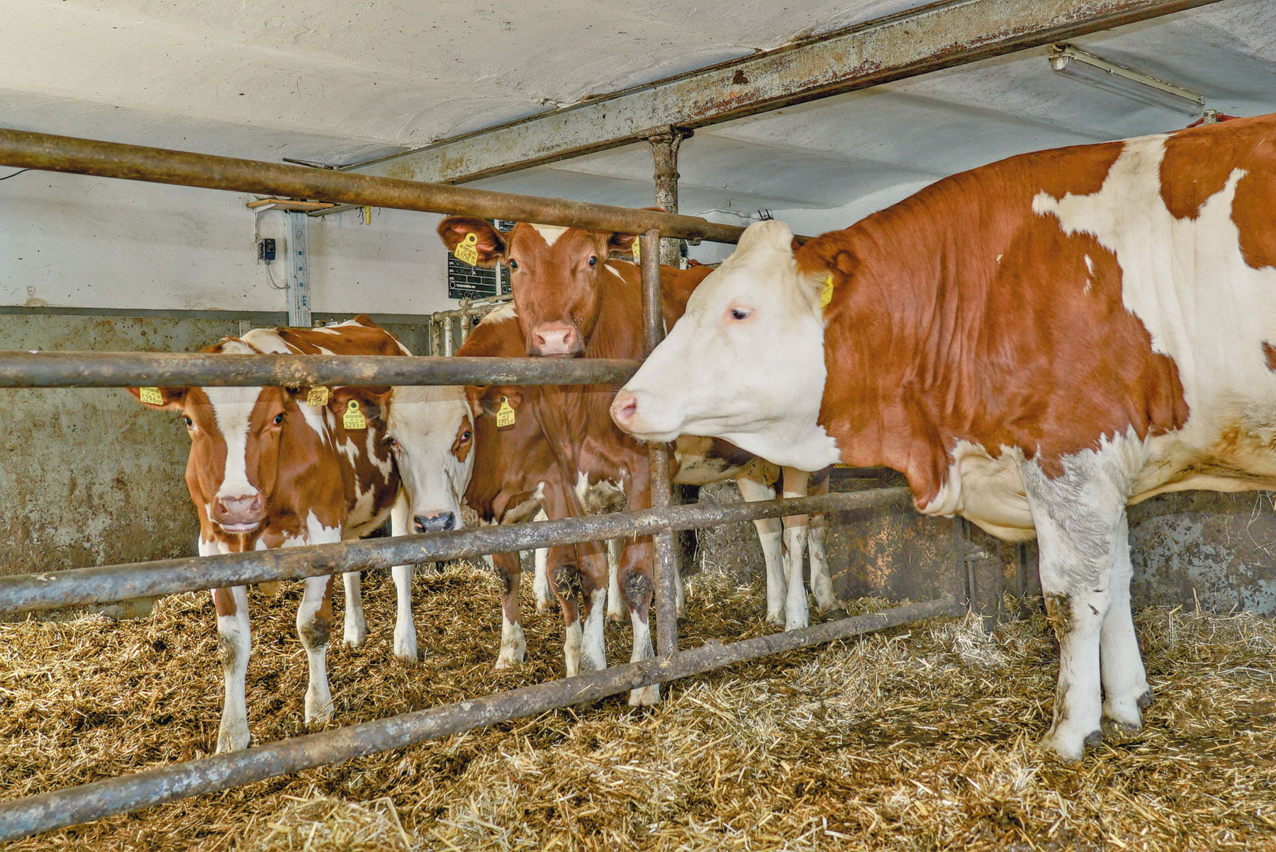 Kalbinnenaufzucht gepaart mit   Pferdestärken .jpg © Hatheier