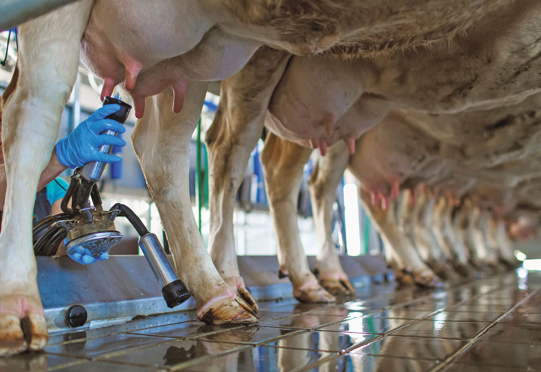 Weniger Antibiotika, gesündere Euter – geht das?.jpg © AdobeStock
