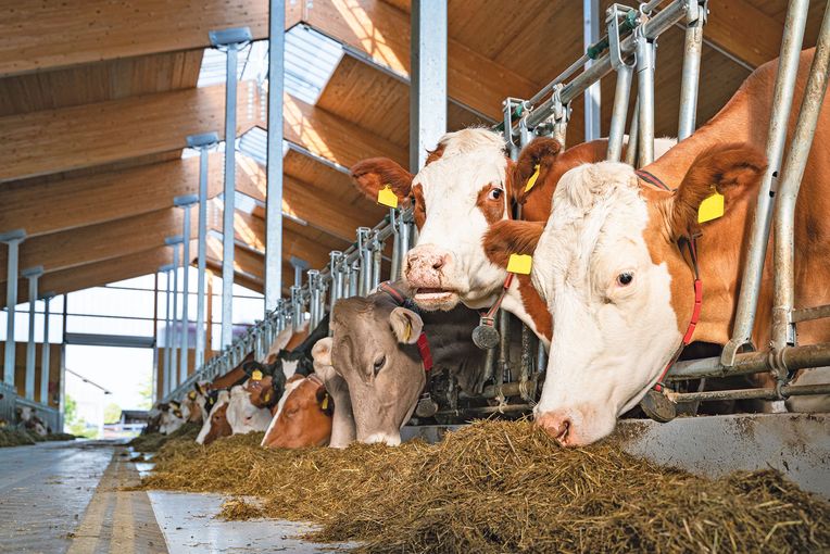 Weniger Antibiotika, gesündere Euter – geht das?.jpg © AdobeStock