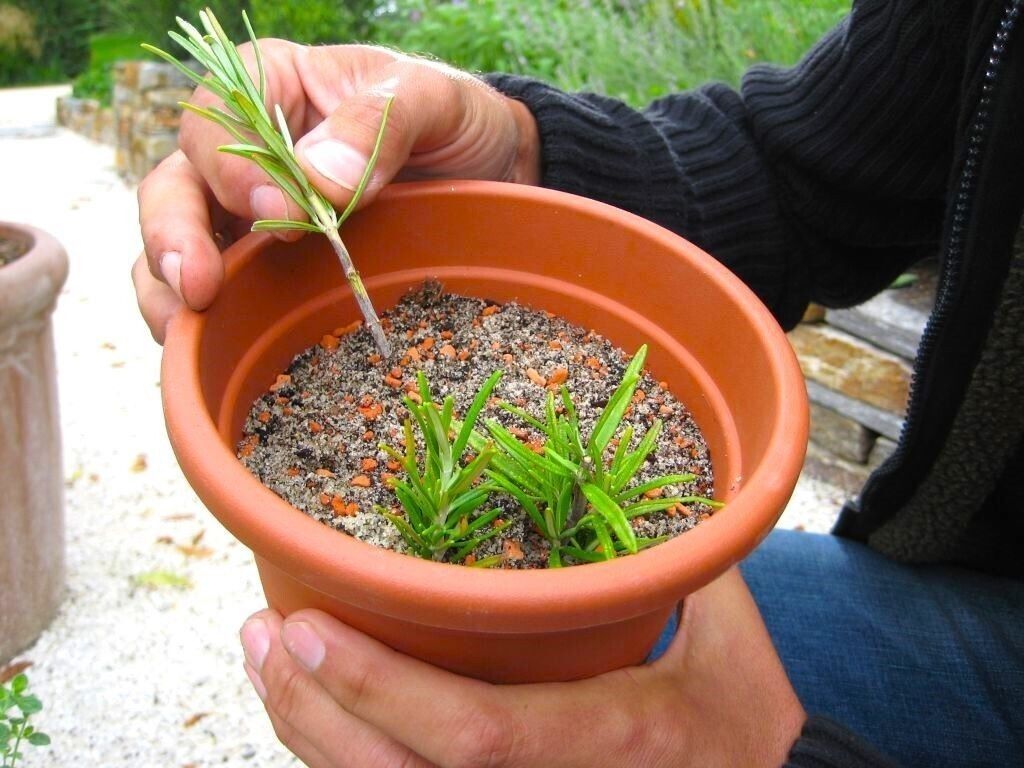 gartentipp-kraeuter-vermehren-a27fbcf2.jpg © Natur im Garten