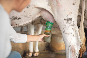 Weniger Antibiotika, gesündere Euter – geht das?.jpg © AdobeStock