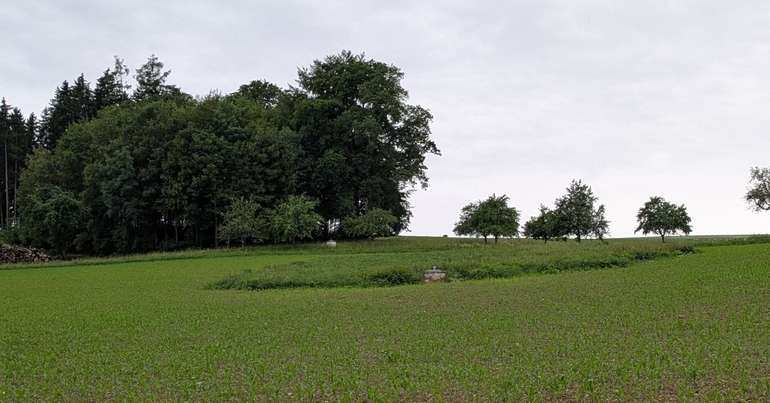 vorjähriger Kleegrasbestand - begrünter Abflussweg.jpg © BWSB