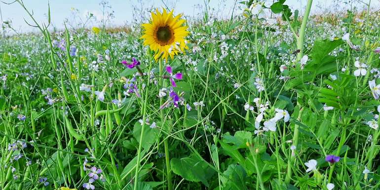 Zwischenfrucht-Mischung.jpg © BWSB