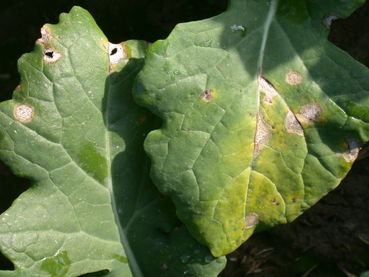 Raps-Phomaflecke.jpg © LK OÖ/Köppl