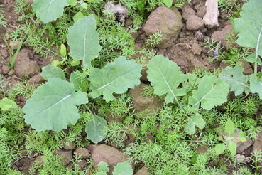 Raps-Kamille Herbst.jpg © LK OÖ/Köppl