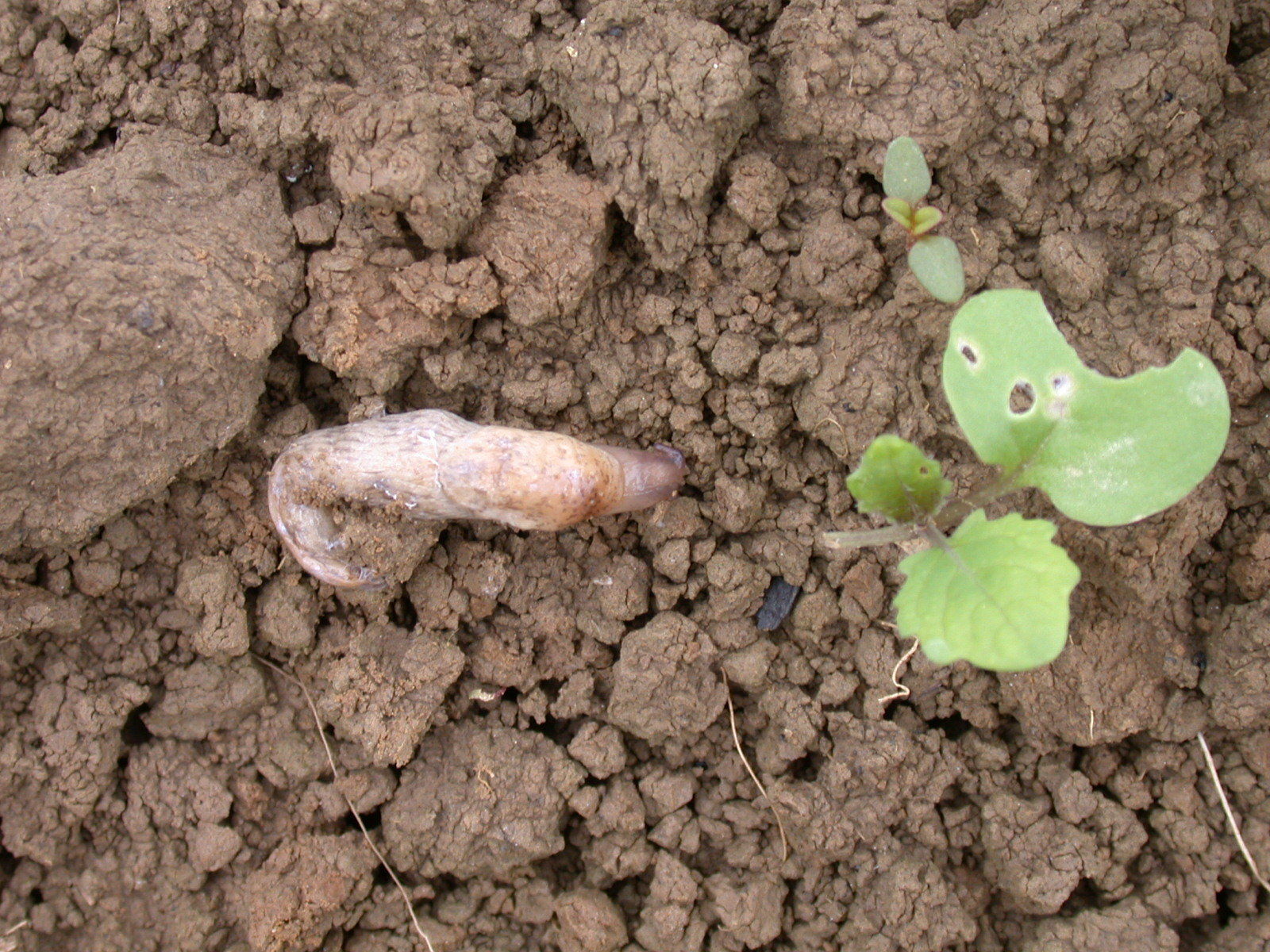 Raps-Ackerschnecke.jpg © LK OÖ/Köppl