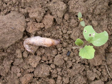 Raps-Ackerschnecke.jpg © LK OÖ/Köppl