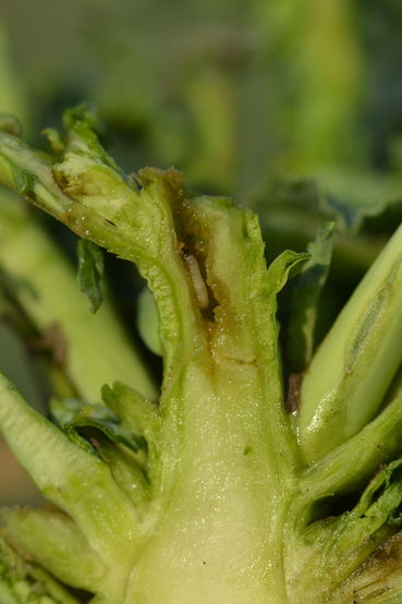 Raps-Erdflohlarve im Veg.kegel.jpg © LK OÖ/Köppl