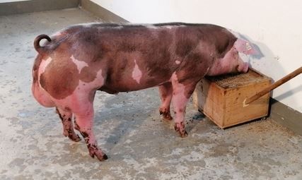 2026_06_r10030_ooe.jpg © PIG Austria