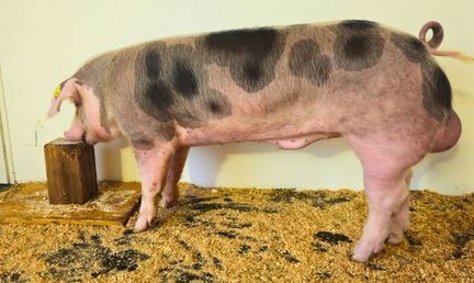 2026_06_r30046_stm.jpg © PIG Austria