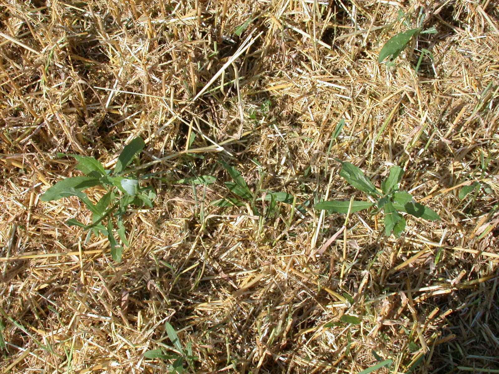 Distel nach Drusch.jpg © LK OÖ/Köppl