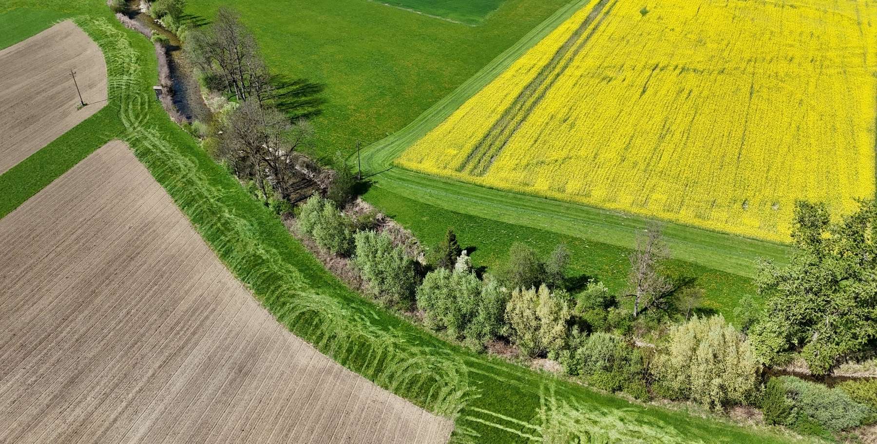 GL Mais und Raps von oben.jpg © LK OÖ/Mandl