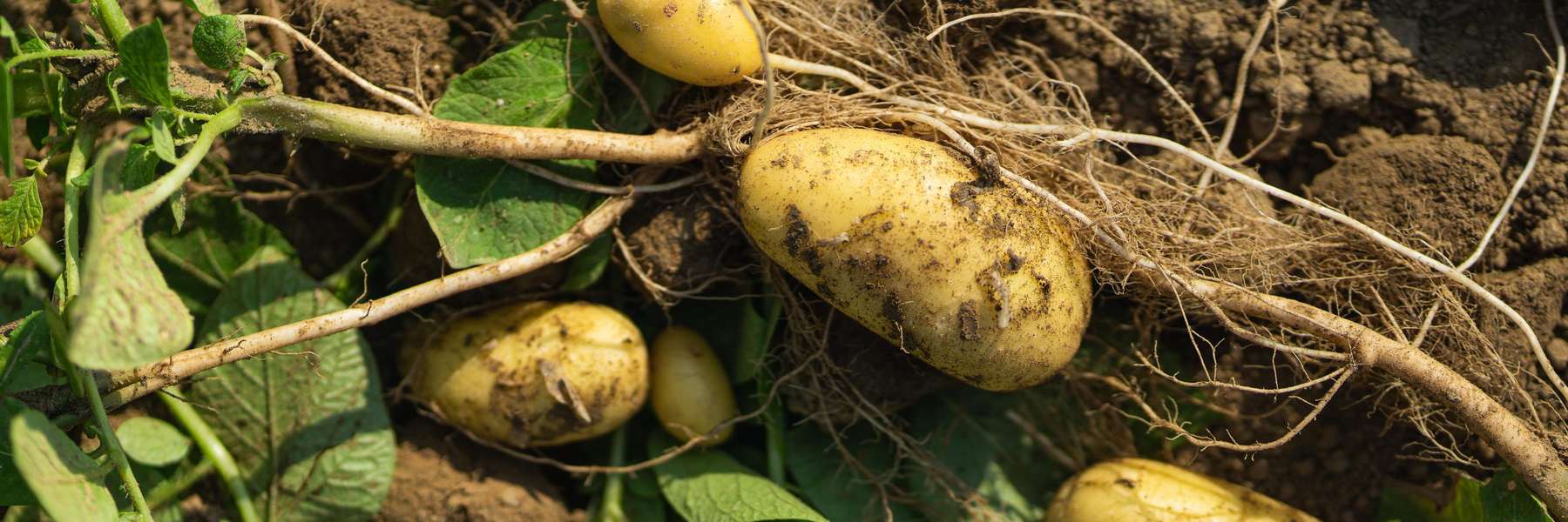 Kartoffelernte.jpg © AMA-Marketing