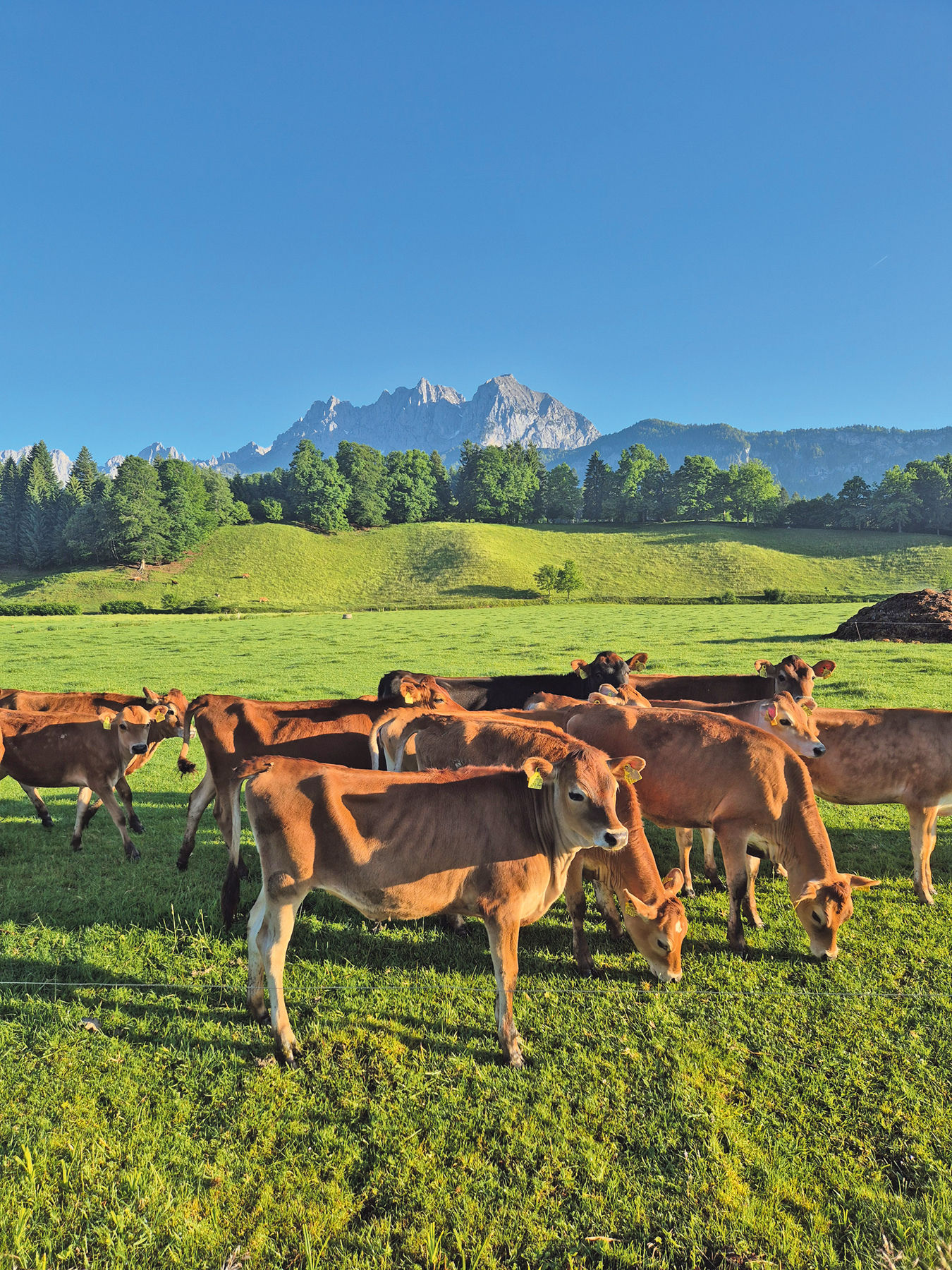 Die Kurzrasenweide schafft uns mehr Raum fürs Leben.jpg © Niederstrasser