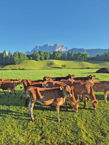 Die Kurzrasenweide schafft uns mehr Raum fürs Leben.jpg © Niederstrasser