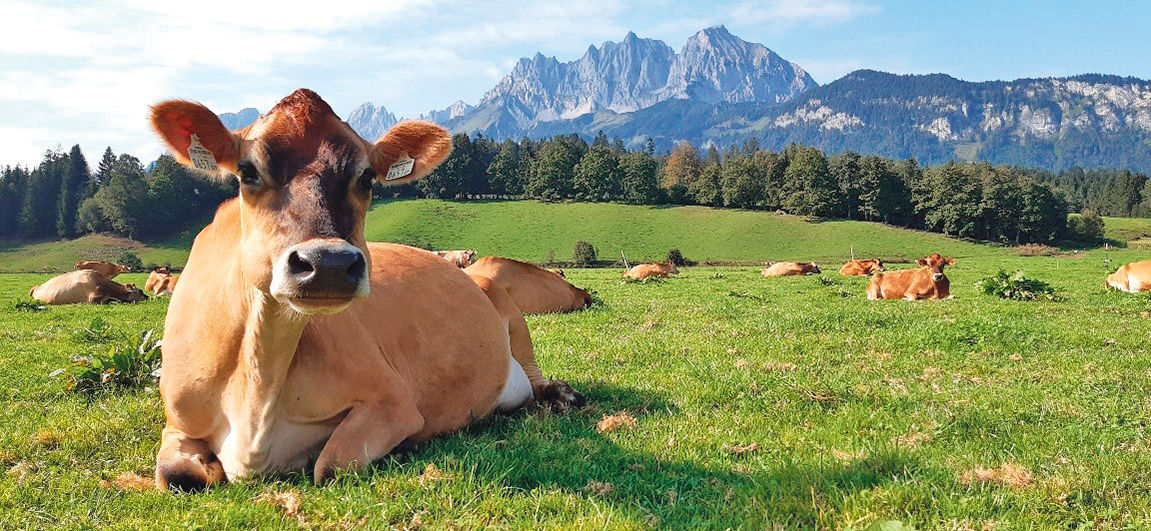 Die Kurzrasenweide schafft uns mehr Raum fürs Leben.jpg © Niederstrasser