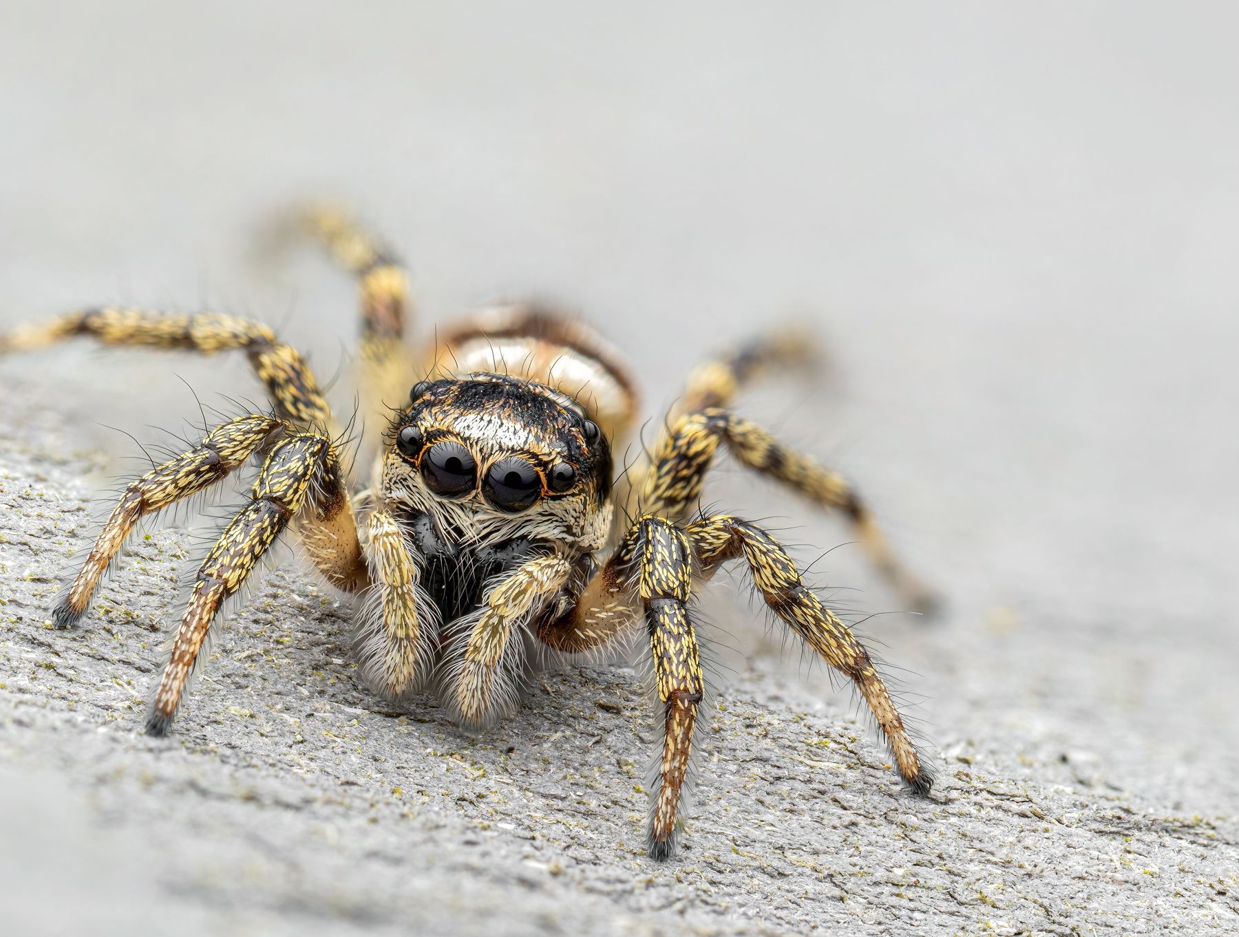 Zebraspringspinne_c_DominikMoser.jpg © Dominik Moser