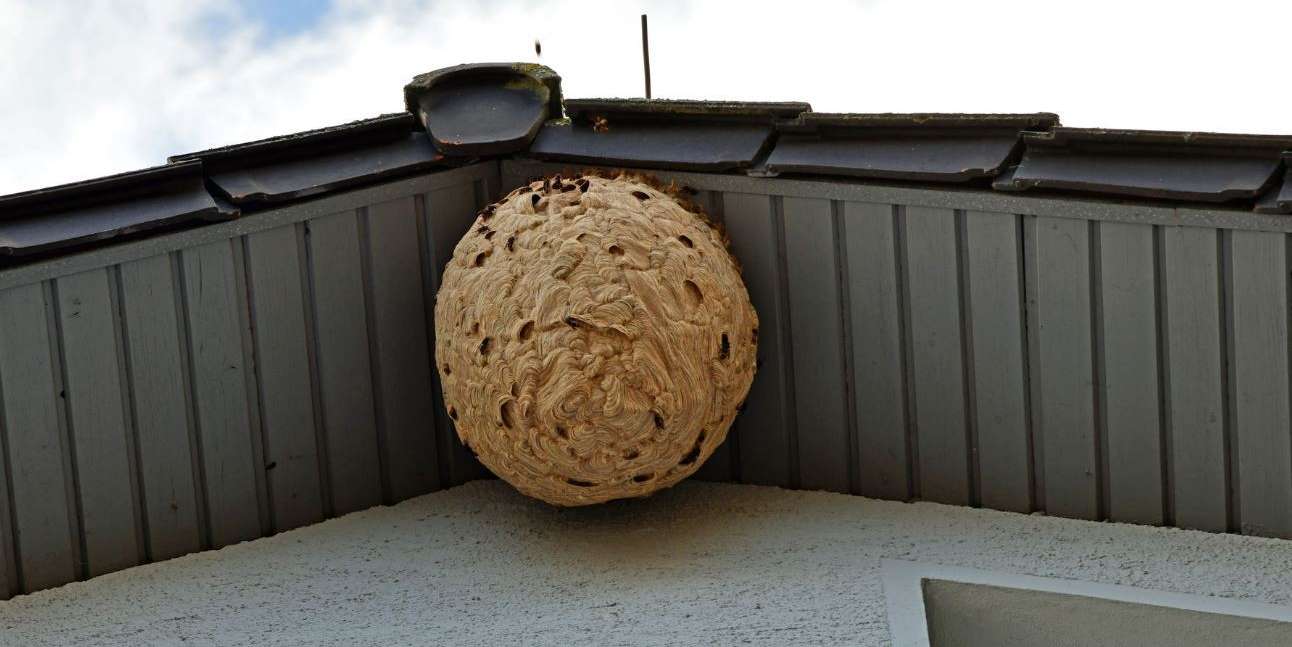 Vespa Velutina.jpg © Reiner Jahn